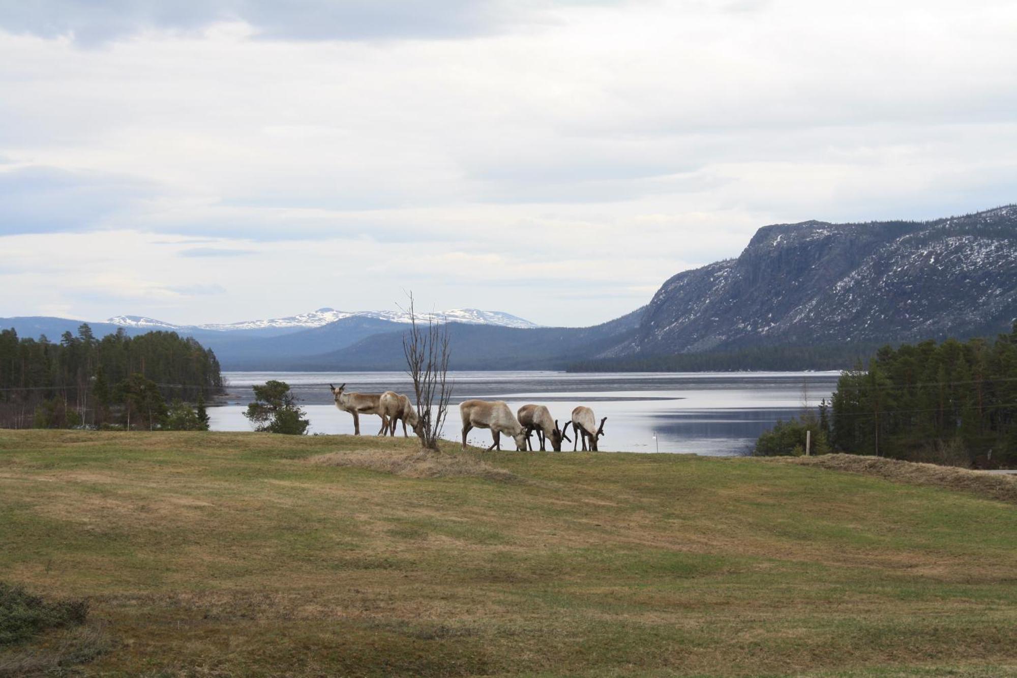 Arrenjarka Mountain Lodge Kvikkjokk Dış mekan fotoğraf
